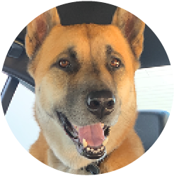bear the dog
